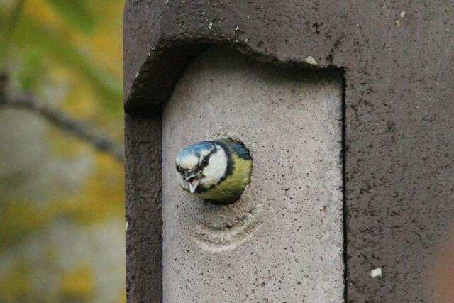 Rufen nach dem Partner