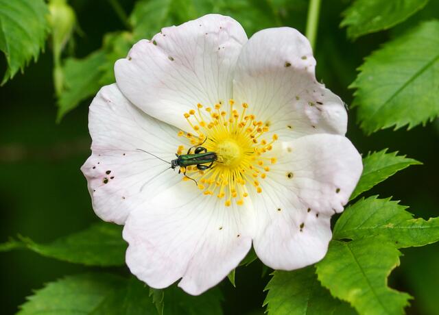 Männlicher Grüner Scheinbockkäfer (Oedemera nobilis). Wir erkennen das Männchen an den verdickten Hinterschenkeln.