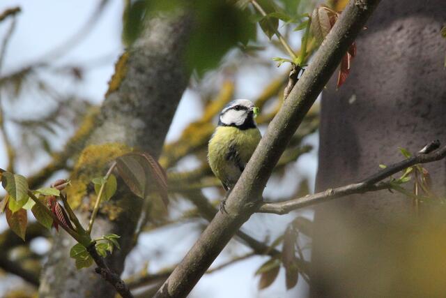 Die Jungen sind geschlüpft, nun muss Futter her!