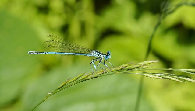 In der Umgebung entdeckte ich weitere Libellenarten. Unter anderen das Männchen der Blauen Federlibelle (Platycnemis pennipes).