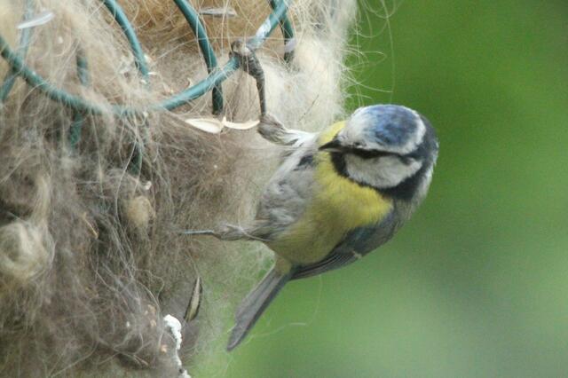 ... beim Sammeln von Hundehaaren für die Inneneinrichtung