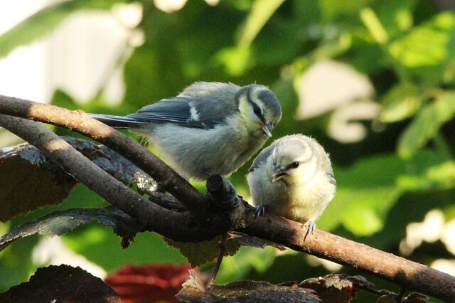 Zwei der kleinen Meisen etwa eine Woche nach dem Auszug