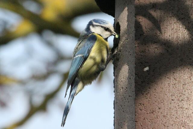 Eine kleine grüne Raupe...