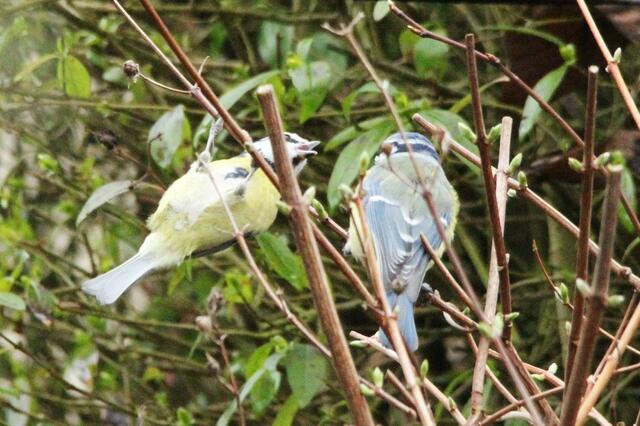 Herr Meise füttert...