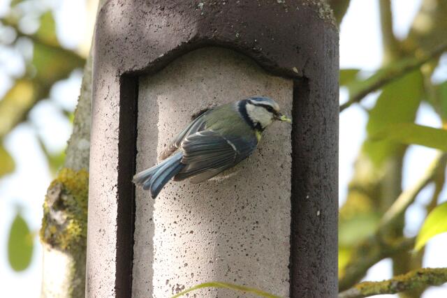 ... kommt Nachschub für die hungrigen Mäuler