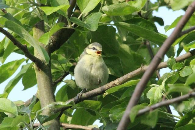 ... und rufen unentwegt nach Futter