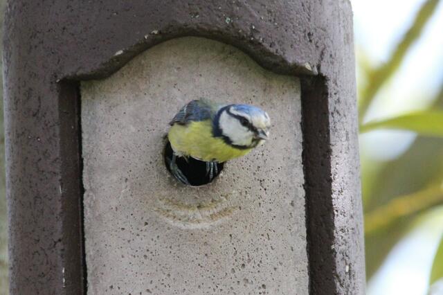 Hinaus, neues Nistmaterial suchen