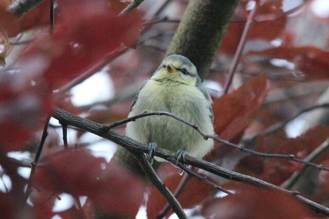 Ein Meisenkind schaut in die Welt