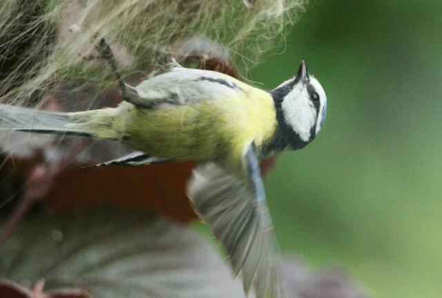 Frau Meise hängt am seidenen Faden...