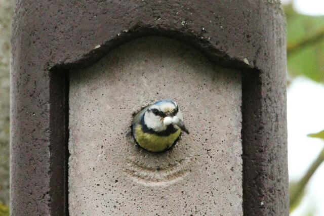 Ein Kotballen wird hinaus gebracht