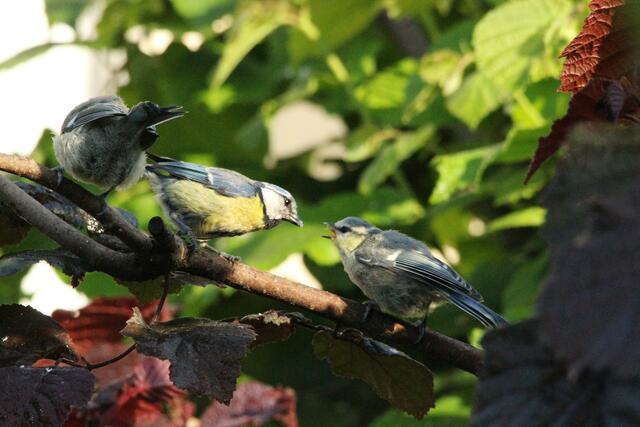 ... bis Futter kommt!