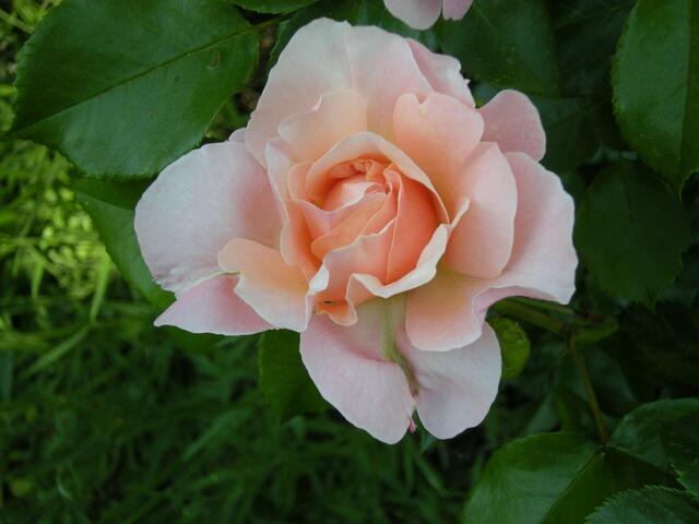 Rosa.