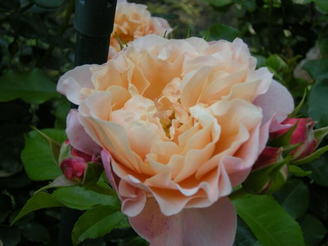Duftrose ?