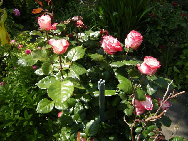 Jetzt kommen die Rosen mit Macht.