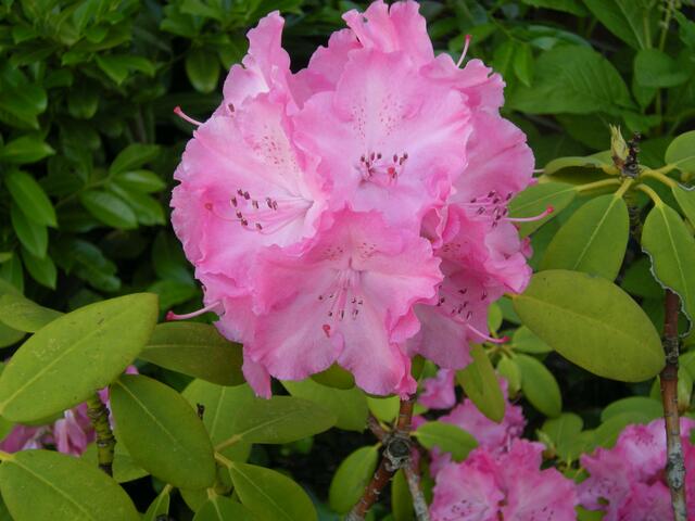 Die  letzte Rhododendonblüte.