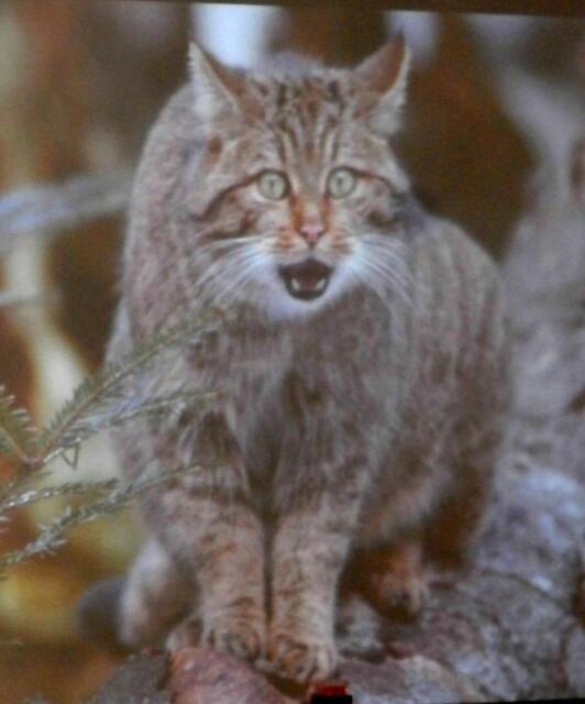 Wildkatze: Lebt inzwischen auch wieder im Deister.