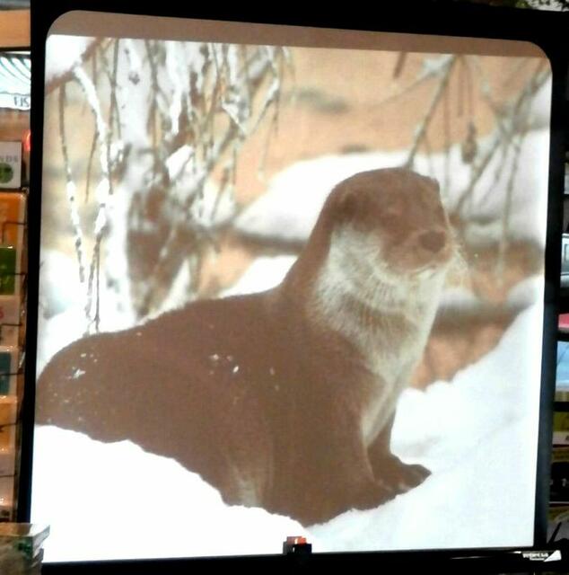 Fischotter, lebt in Flusslandschaften, hier: Nördliche Leineaue.