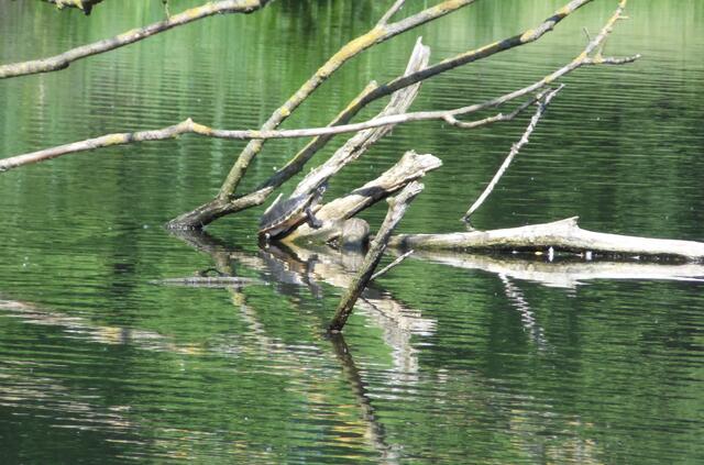 Handelt es sich um die Europäische Sumpfschildkröte? In vielen hannoverschen Parkgewässern kann man sie sehen.