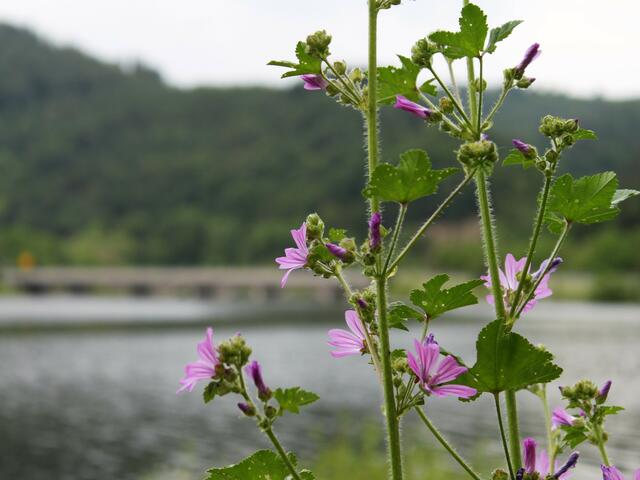 Eine idyllische Umgebung