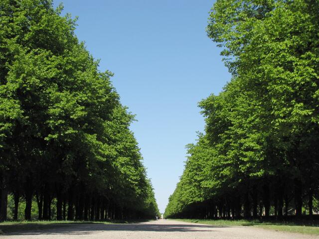 Als die Franzosen Hannover unter Napoleon besetzt hatten, wollten sie die Allee im Jahr 1807 abholzen. Bäckermeister Helmcke rettete sie, indem er sie freikaufte. In den 1970er Jahren wurde sie wegen großer Baumschäden komplett erneuert.