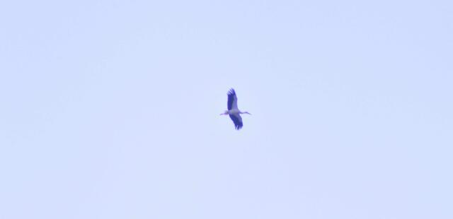 Der Storch kreist über dem Dorf