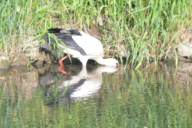 In der Leine am Nest