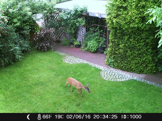 Warum mögen die unsere Rosen?