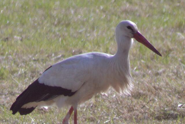 Schluck und in den Kropf