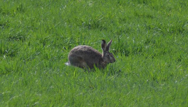 Feldhase oder Wildkaninchen?