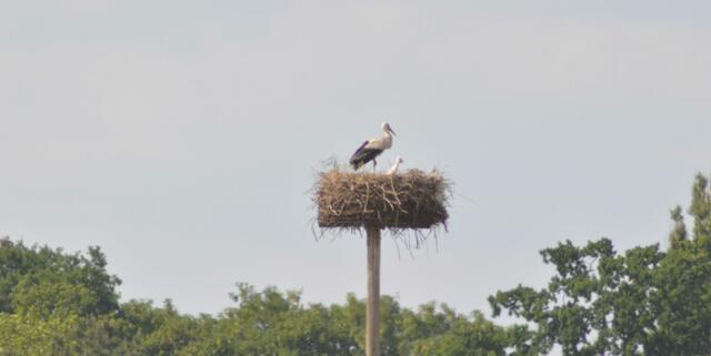 Dieses Nest steht auf einer Wiese zwischen Wülfel und Döhren