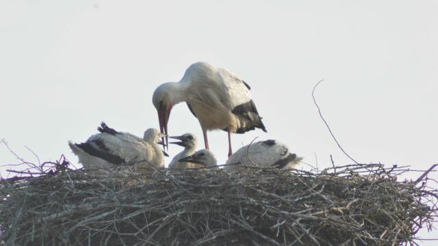 So wie das Nest sind auch die Bänke der Zuschauer besetzt