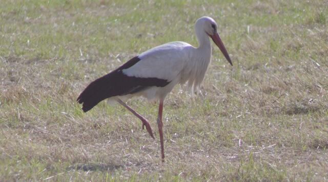 Und warum steht der Storch auf einem Bein?