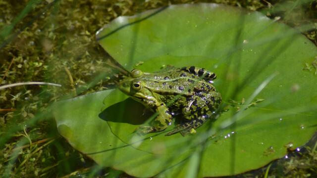 Der Grünfrosch ist noch nicht entdeckt worden