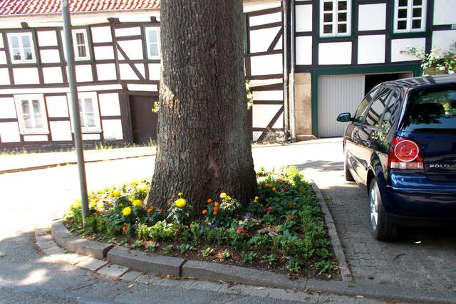 Die liebevoll von Anliegern bepflanzte Baumscheibe in der Schulstraße