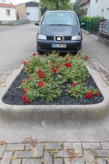 Die mit Rosen bestückte Pflanzkasten in der Dammwiese