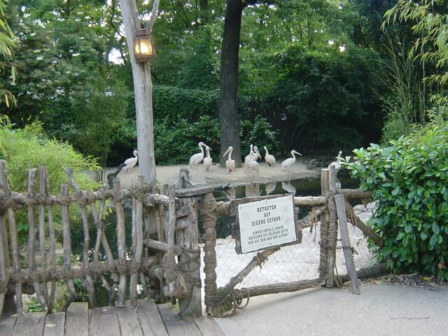 Desinteressiert wirken auch die Pelikane. Läufer gehören halt nicht in ihr Beuteschema. Würden die Athleten in Fischkostümen vorbeilaufen, sähe die Situation sicher ganz anders aus.