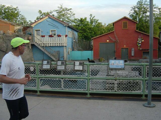 Ein Seelöwe brüllt die Läufer an. Bei so vielen attraktiven Läufern sorgt er sich vielleicht um seinen Harem.