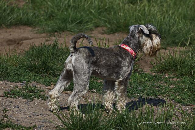 ..aus dem Hause der Terrier?
