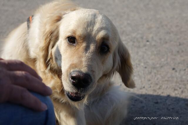 Golden Retriever