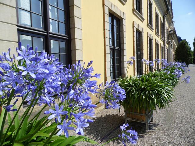 Von ihren vielen Fenstern...