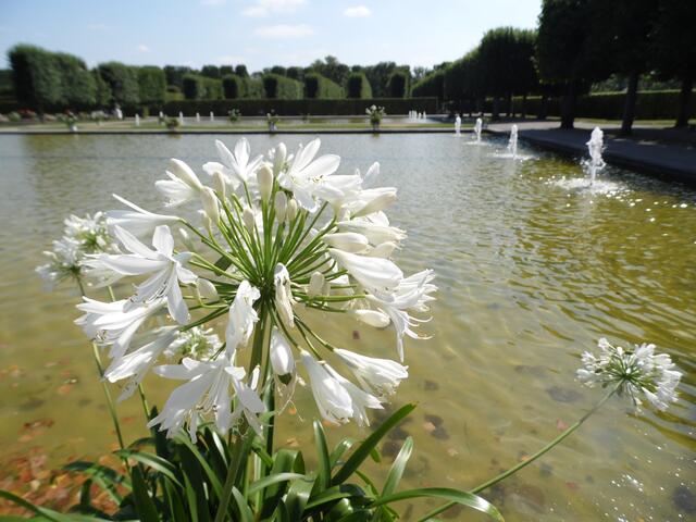 Die heutigen Schwanenteiche hinter dem Lustgarten waren einst Fischteiche.