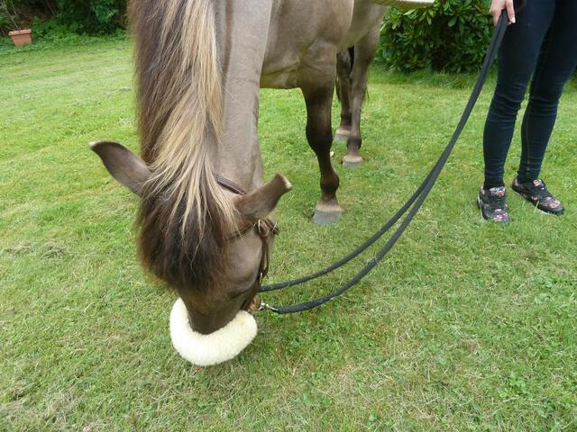 Dem Pony schmeckte das Gras vom Petrusgarten wunderbar.