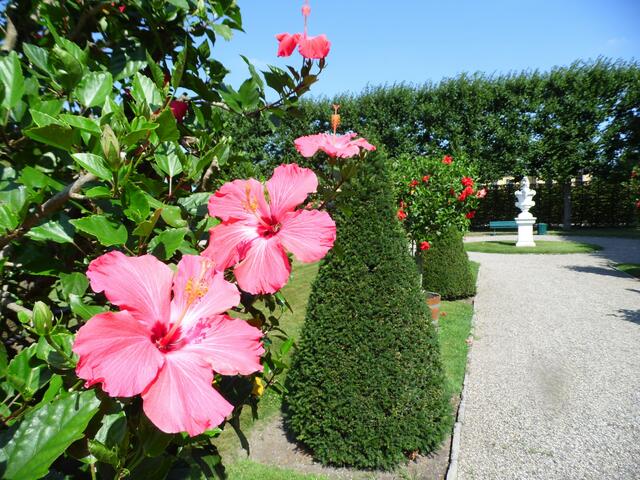 Hibiskus ist hauptsächlich in den tropischen und subtropischen Gebieten der Erde verbreitet.