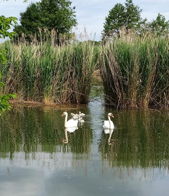 Der Schwan, ein wegen seiner schneeweißen Farbe und seiner graziösen Schwimmhaltung