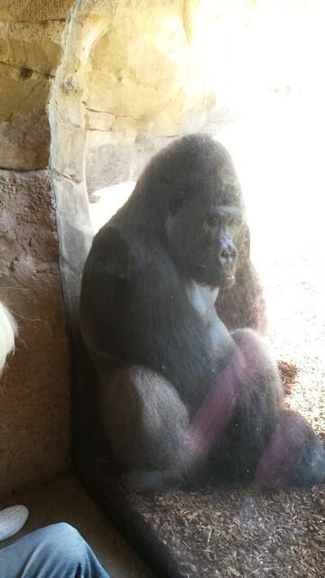 ...der Wächter der Familie