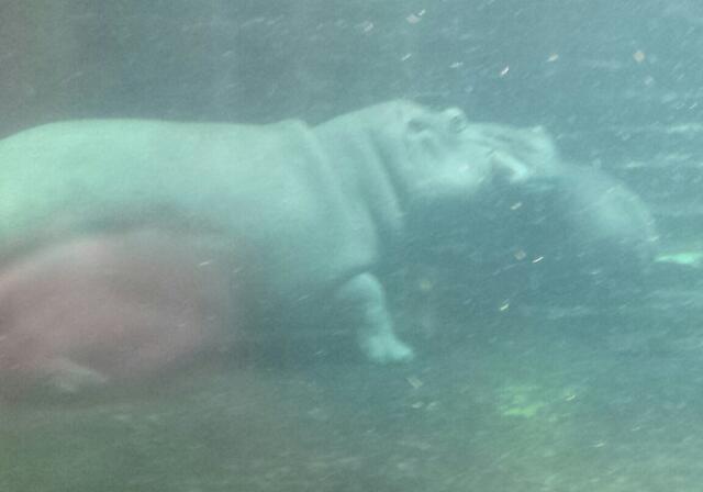 Flußpferd mit Jungem