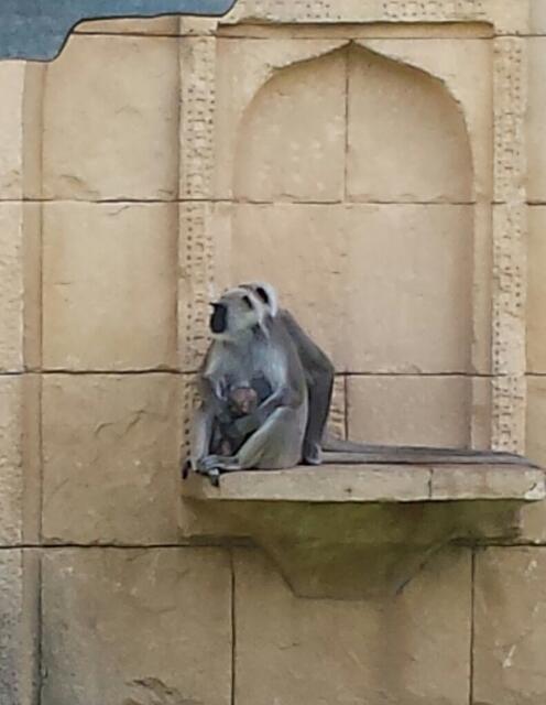 ...Affenpaar mit Jungem !