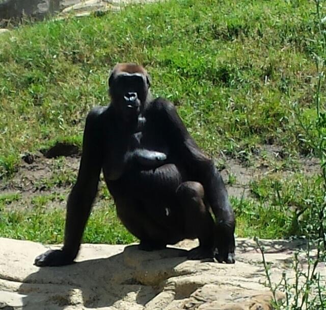 ...casting gefällig, koketieren geht auch bei Gorilladamen !!!