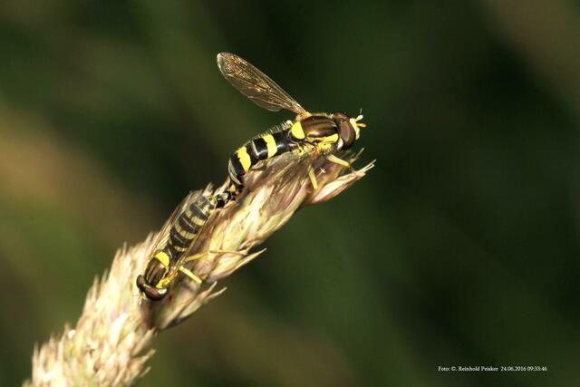 Schwebfliegenart, bei der Paarung.