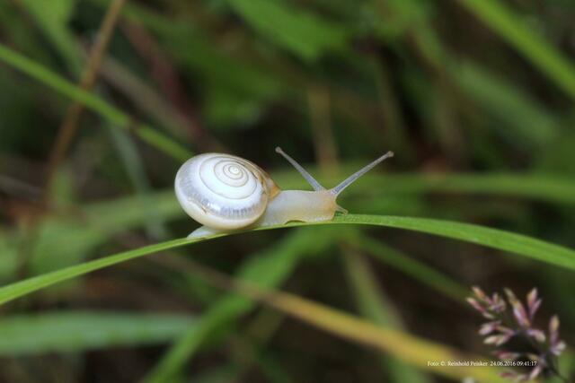 Junge Schnecke geht ihren Weg !